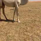 قعود مفرود يدخل حق الشتاء ذا