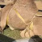 قعدان للبيع