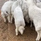 طليان جبره للمناسبات والثلاجات