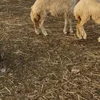 رخال طيبات بالحيل