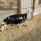 رخل نجديه طيبه