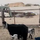 عنز عارضيه تحتها ثنين