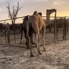 بكره طيبه مزيونه