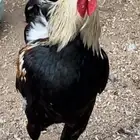 ديوك عربيه اصيله   ترثه