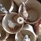 للبيع حمام هندي ونوع ماعرفه