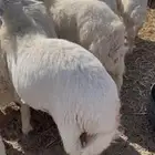 ذبايح تمارا تابي خرفان بسعر مناسب