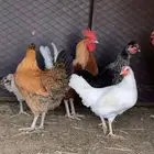 دجاج