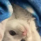 قطه صغيره لعوبه واليفه م شاء الله