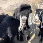 تيس فحل عارضي صنف الصنف