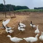 12 حبه وز للبيع