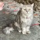 قطط للتبني