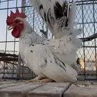 دجاج