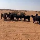 معزا دفيع للبيع العدد 11