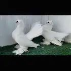 زوج كرنقو ابيض صك