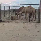 لقحات سواحل ملاقي