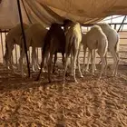 قعدان للبيع