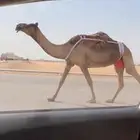 خلفه صفرا طيبه تحتها قعود اوضح فردي