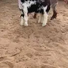 رخل نجدية صنف