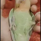 طيور روز