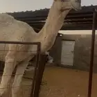 قعود القي باتلي البيع شرط علي تحليل الموقع شقراء