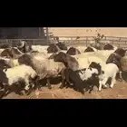 غنم نعيم مطافيل فاخره