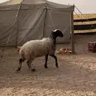 رخل نعيمة طيبة