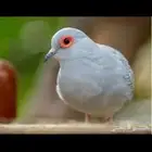 مطلوب يمام ماسي