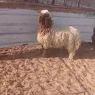 خروف ورخل نعيم