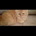 قطه