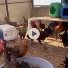 دجاج فيومي ذهبي بياض