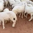 طليان 33 خروف صافي