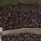 نحل