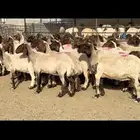 غنم نعيم دفيع. شرط