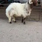 خروف نعيمي فحل مشروط ( تم البيع )