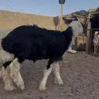 للبيع خروف نجدي صنف