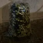 زيتون لقط اليوم حبه جامبو