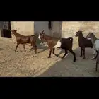 تيوس جذعان للبيع