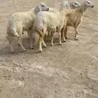 ذبائح حري للبيع كفو