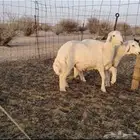 طليان للبيع ذبايح ظهر وطرف