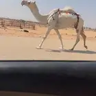 ضروبه عشرا وضحا طيبه وعظمها طيب