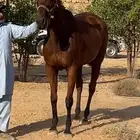 فرس شعبيه لقاح4 شهور