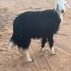 خروف فل شحم يتمم