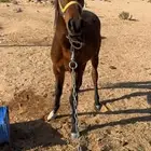 مهر شعبي مطبع مع البل