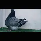 ذكر فرش بلوبار