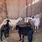 مواشي