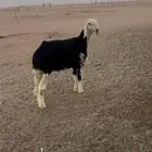طلي مشروع فحل