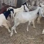 للبيع معزا دفيع