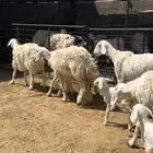 خلفات حريات