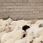 رخال رفيدية محايل عسير