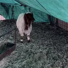 خروف عمره خمسه شهور